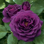 Dark Purple Rose Seeds - Seeds - Rose Flower Gardening heirloom non-GMO seeds