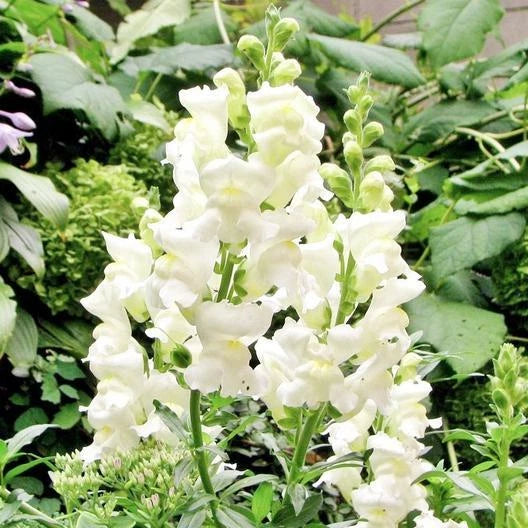 Snapdragon SNOWFLAKE Blooms Spring-Fall White up to Seeds heirloom non-gmo seeds