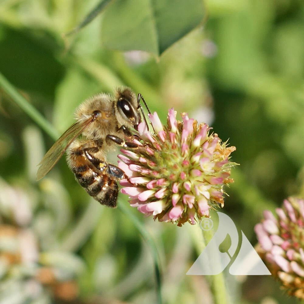 Clover STRAWBERRY Perennial Groundcover Pollinator Bees Love SEEDS heirloom non-gmo seeds