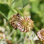 Clover STRAWBERRY Perennial Groundcover Pollinator Bees Love SEEDS heirloom non-gmo seeds