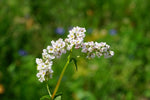 Buckwheat Seeds - Nutrient-Dense -Growing Green Manure & Cover Crop heirloom non-gmo seeds