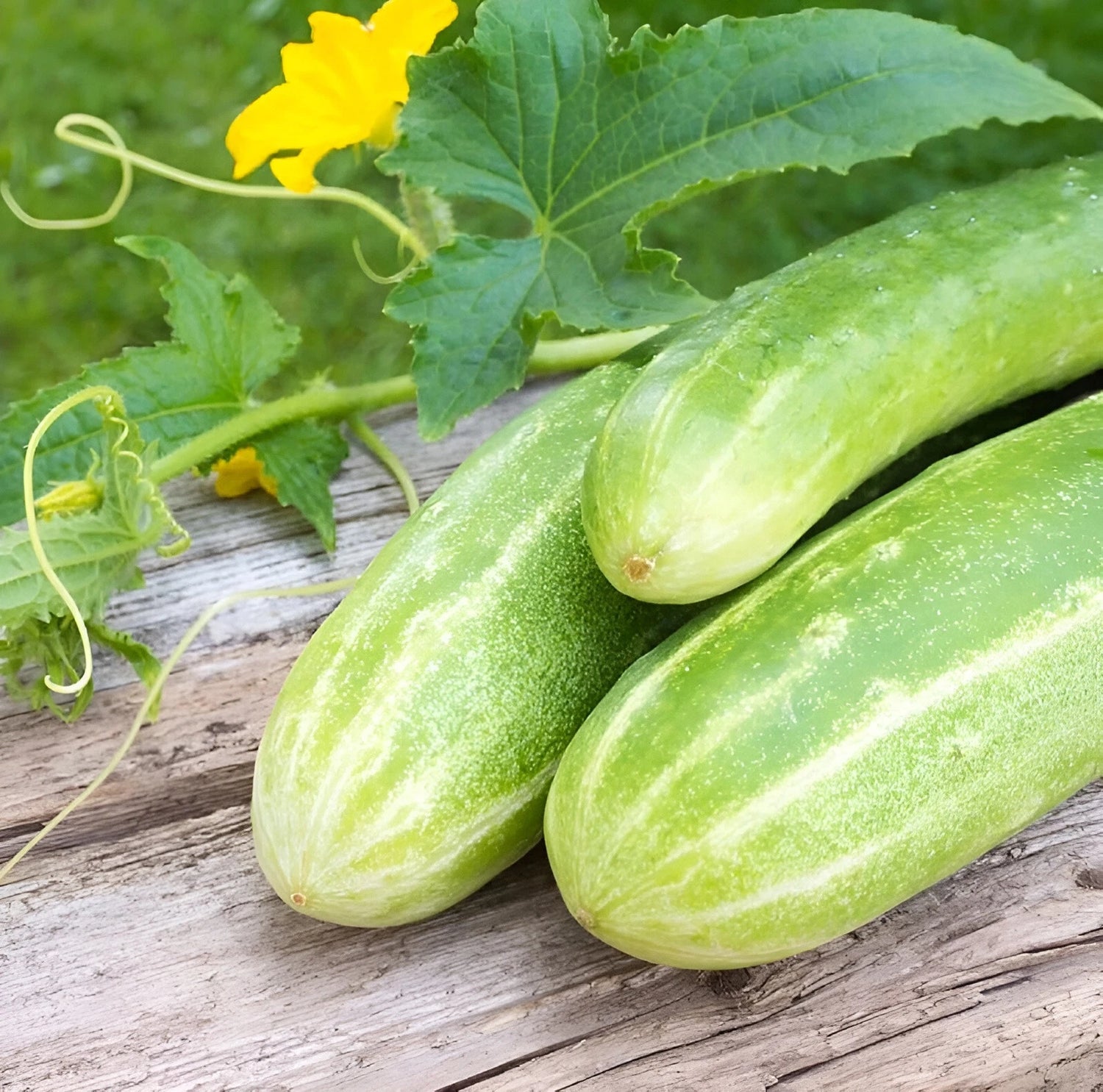 Double Yield Cucumber Seeds Heavy Producer Huge Harvests Not Bitter heirloom non-GMO seeds
