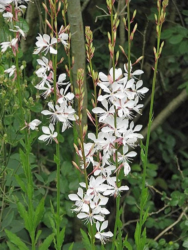 Oenothera lindheimeri Lindheimer s Beeblossom White Gaura Seeds heirloom non-gmo seeds