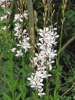 Oenothera lindheimeri Lindheimer s Beeblossom White Gaura Seeds heirloom non-gmo seeds