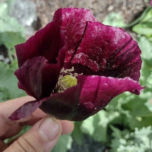 Over After Midnight Papavaer Somniferum Poppy Seeds – Heirloom, Non-GMO, High Germination Organic Garden Seeds