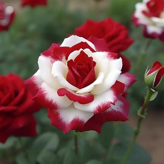 Rare Twin Red White Rose Flower Seeds for Planting - Captivating Garden – Heirloom, Non-GMO, High Germination Organic Garden Seeds