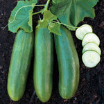 Beit Alpha Burpless Cucumber Seeds - Persian or Lebanese Cucumber heirloom non-gmo seeds