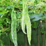 Buag Ngu Snake Gourd Chichinda Padwal Green Bitter Melon Luffa Squash Seed heirloom non-gmo seeds