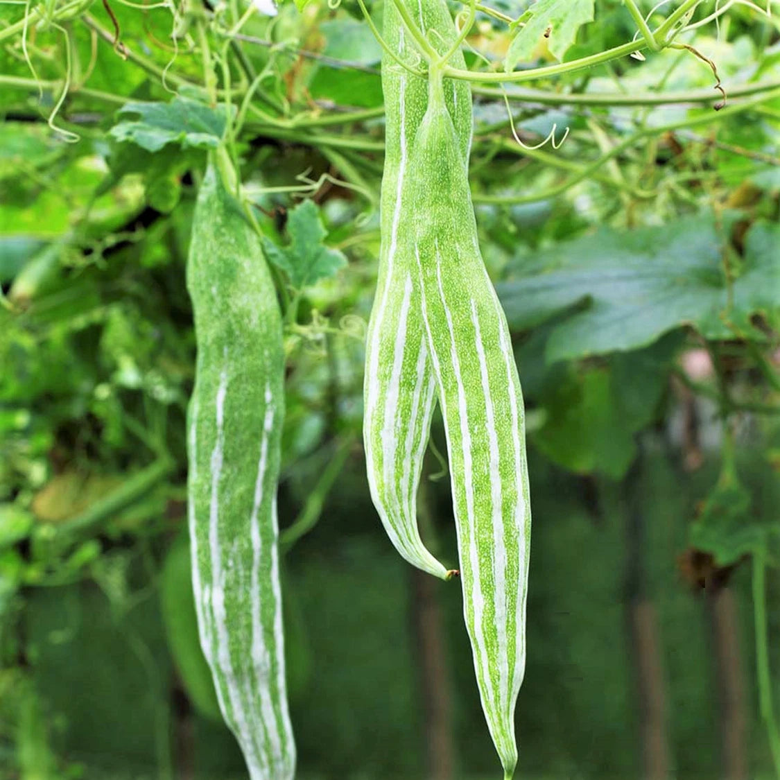 Buag Ngu Snake Gourd Chichinda Padwal Green Bitter Melon Luffa Squash Seed heirloom non-gmo seeds