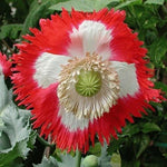 Poppy Seeds For Planting Danish Flag Papaever Somniferum Papaver sp. heirloom non-GMO seeds