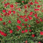 SCARLET CINQUEFOIL Perennial Pollinators Bees Hummingbirds RED Flower Seeds heirloom non-GMO seeds