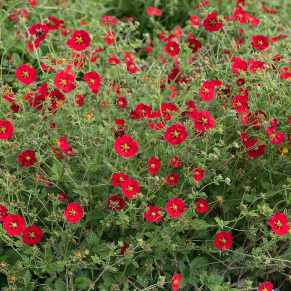SCARLET CINQUEFOIL Perennial Pollinators Bees Hummingbirds RED Flower Seeds heirloom non-GMO seeds