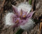 Calochortus coeruleus Blue Star Tulip Seeds heirloom non-gmo seeds