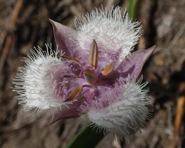 Calochortus coeruleus Blue Star Tulip Seeds heirloom non-gmo seeds