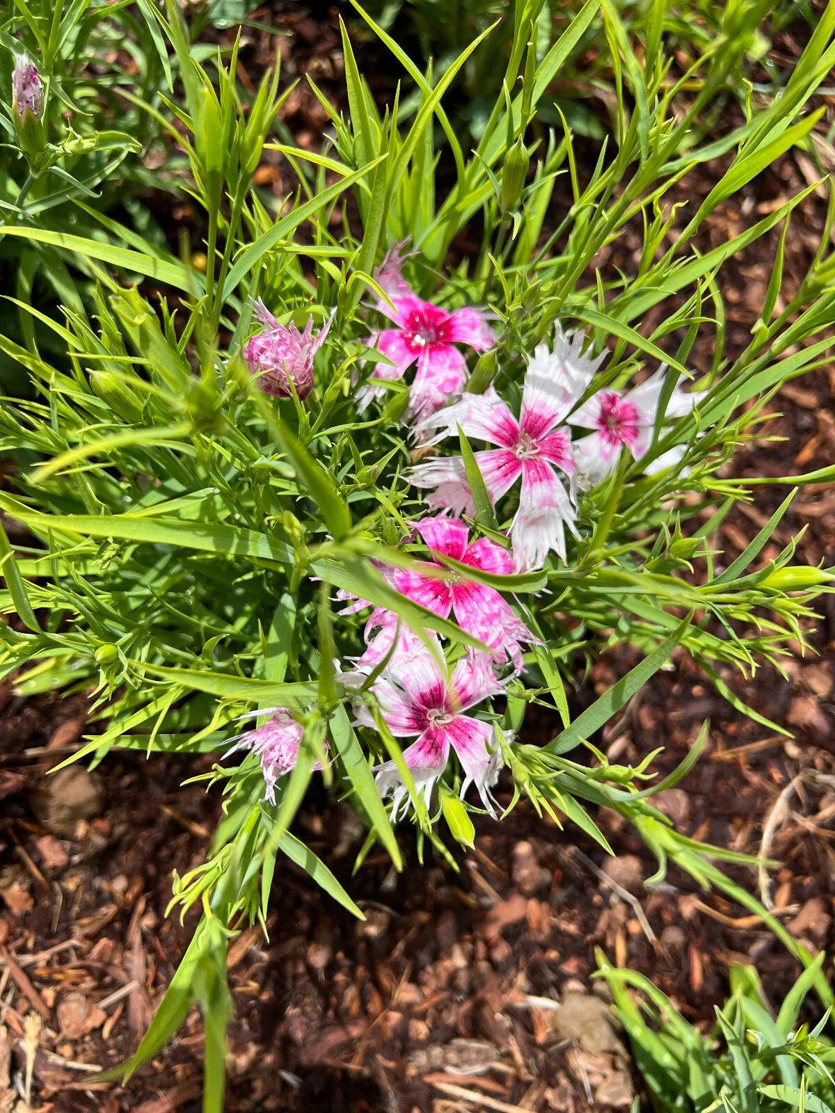 Dianthus Spooky Mix Flower Seeds PRODUCED SOLD heirloom non-gmo seeds