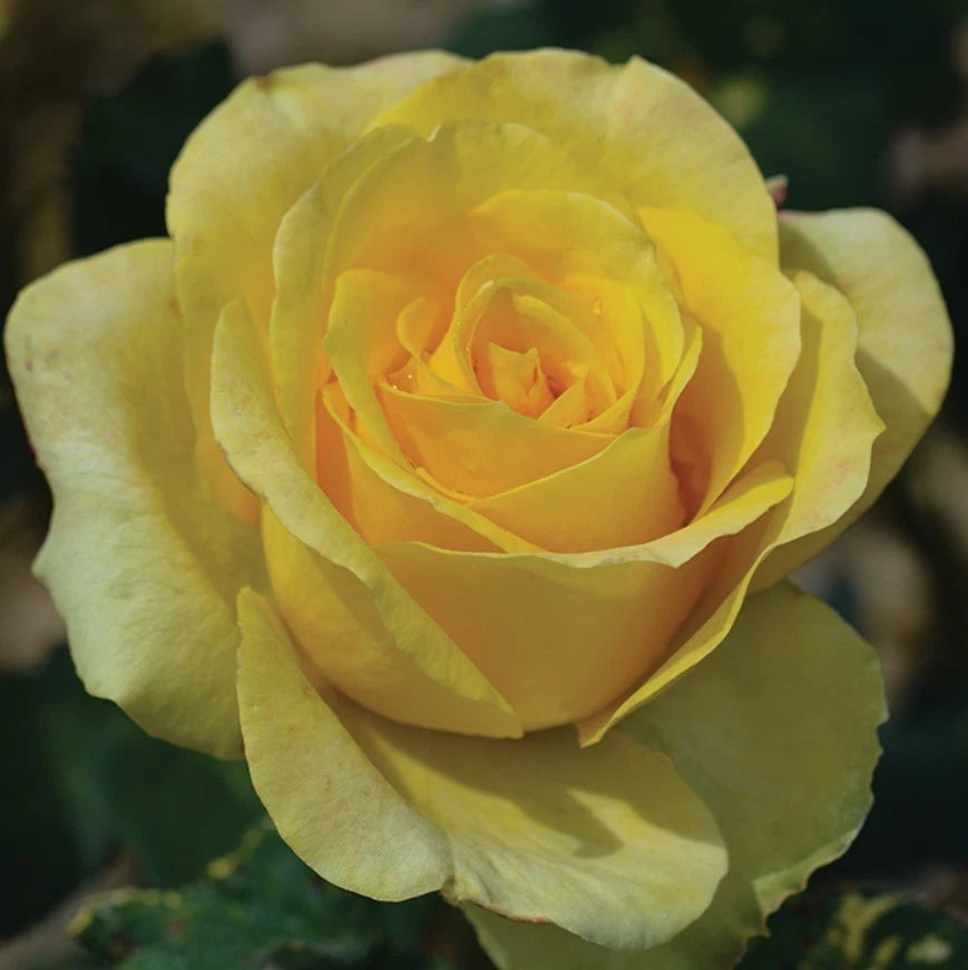 Light Yellow Hybrid Tea Seeds - Seeds - Rose Flower Gardening – Heirloom, Non-GMO, High Germination Organic Garden Seeds