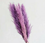 SELLER Purple Pampas Grass Seeds Perennial Flowering Ornimental Grasses heirloom non-GMO seeds