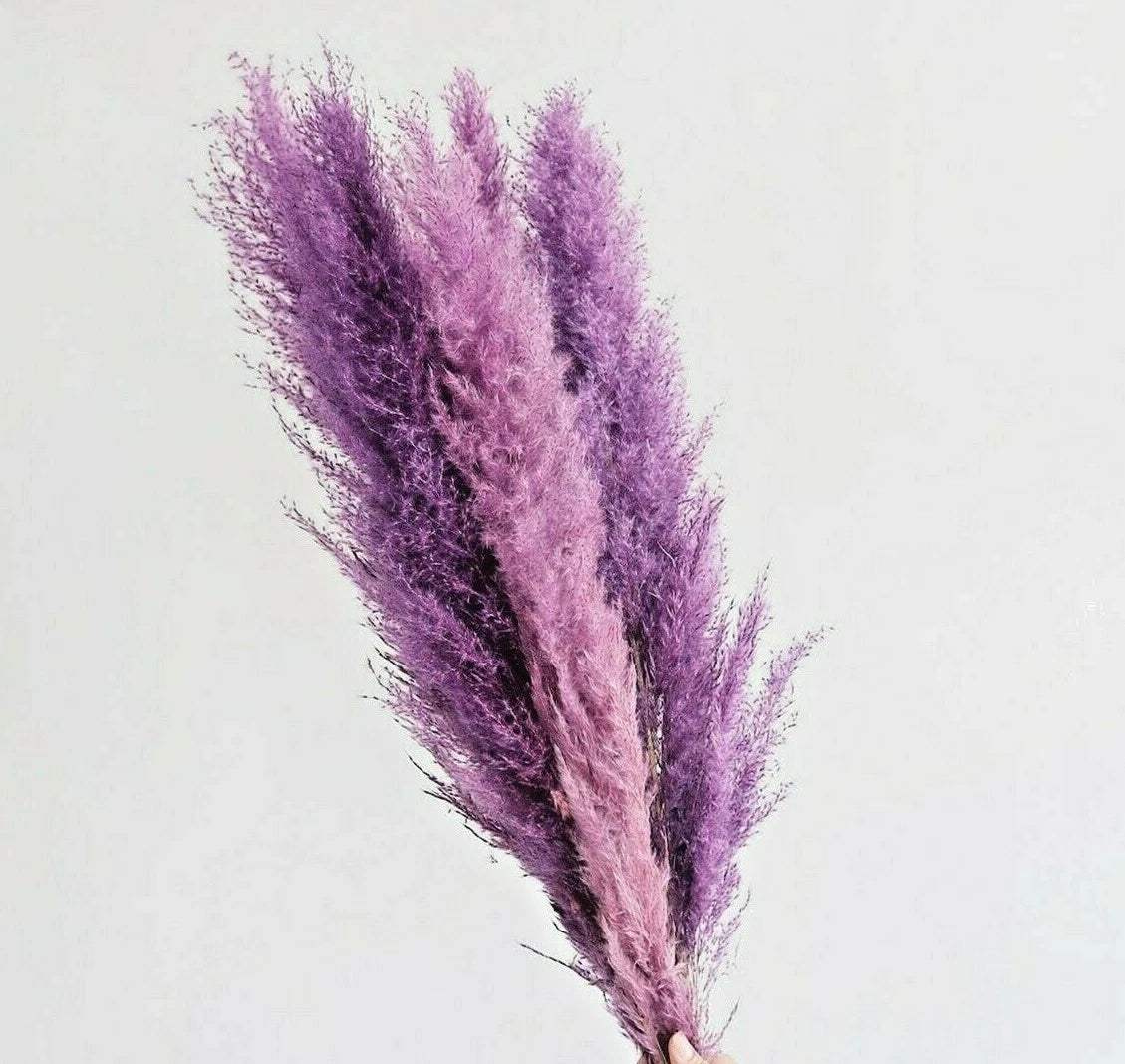 SELLER Purple Pampas Grass Seeds Perennial Flowering Ornimental Grasses heirloom non-GMO seeds