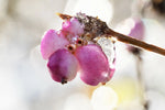 Coralberry Symphoricarpos Orbiculatus seeds Shipping US Seller – Heirloom, Non-GMO