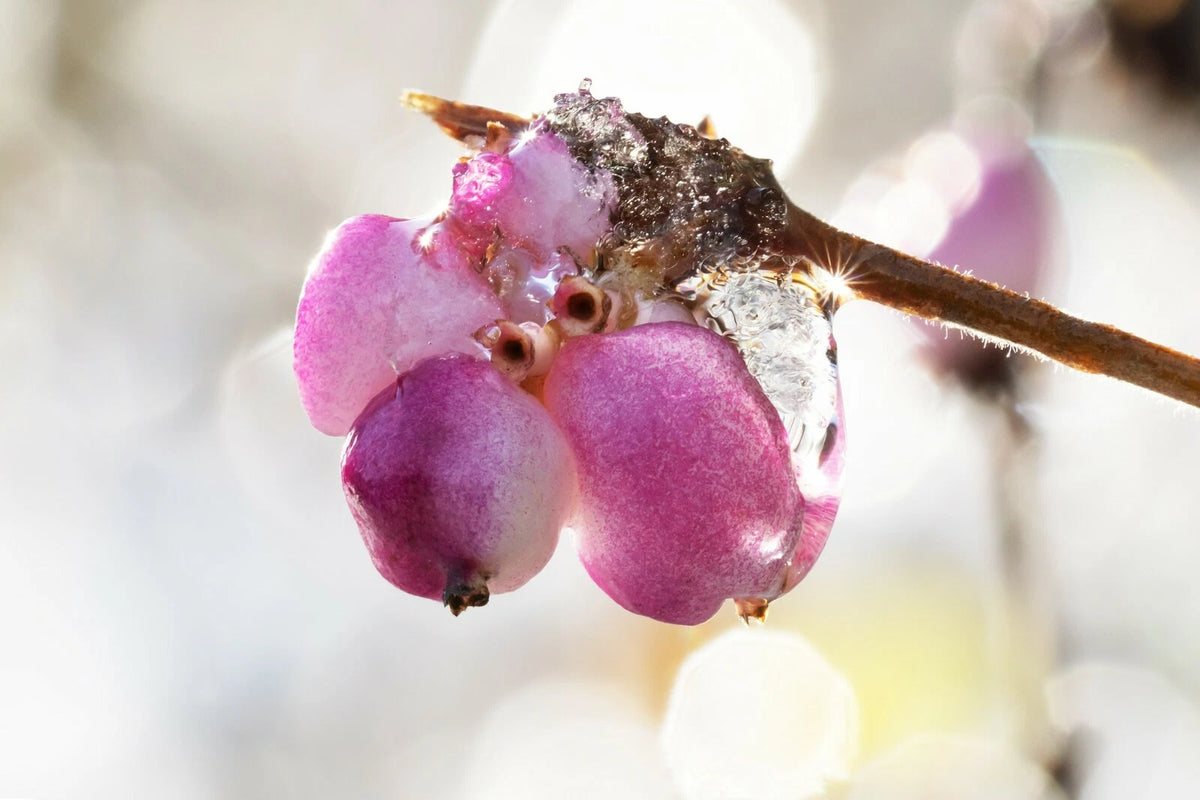 Coralberry Symphoricarpos Orbiculatus seeds Shipping US Seller – Heirloom, Non-GMO