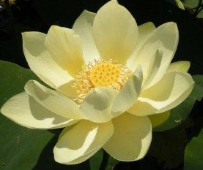 YELLOW LOTUS FLOWER SEEDS AMERICAN WATER LILY for POTS PONDS heirloom non-gmo seeds