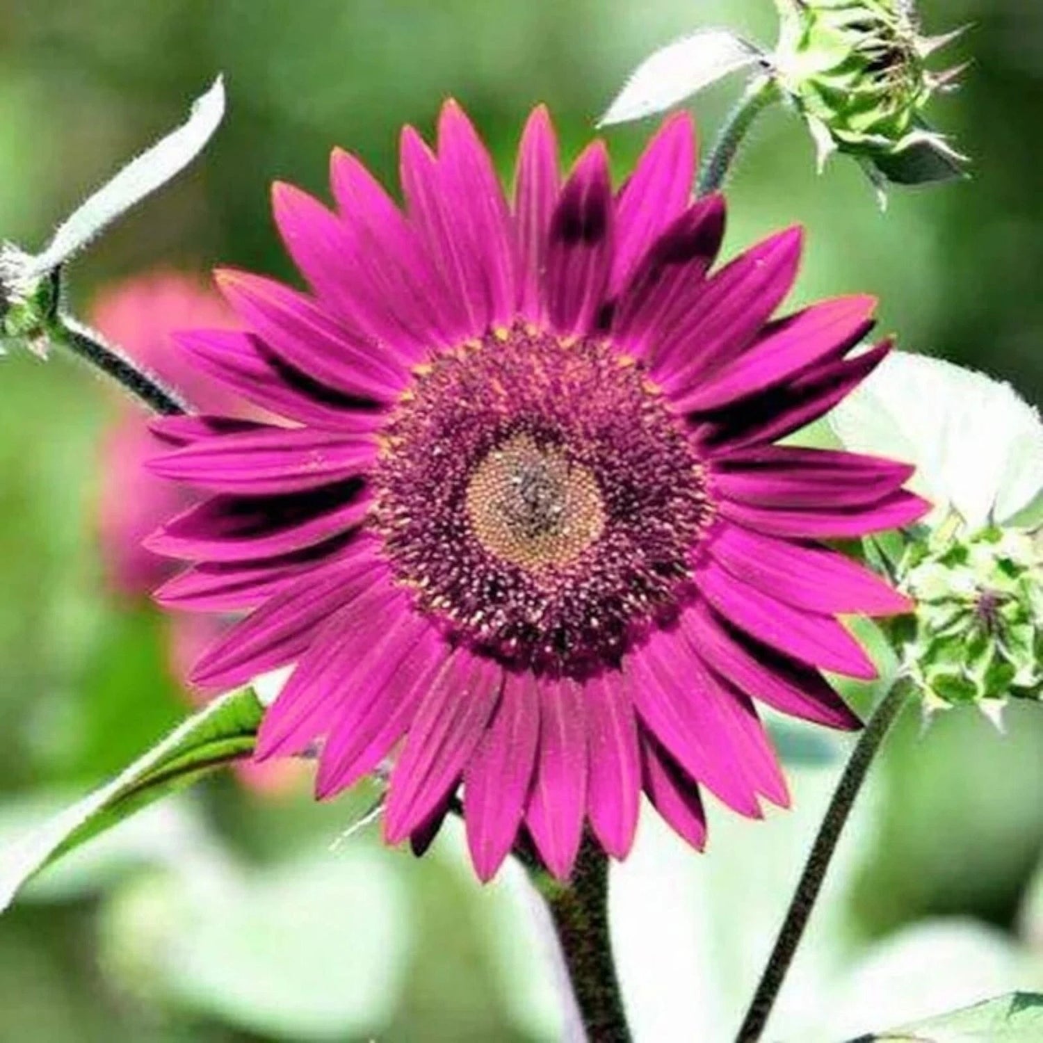 Purple Sunflower Seeds for Planting - Garden – Heirloom, Non-GMO, High Germination Organic Garden Seeds