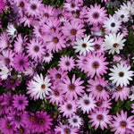 Cape Daisy Flower Seeds Mixed Colors Purple Pink Wh Osteospermum eklonis Bellis perennis heirloom non-gmo seeds