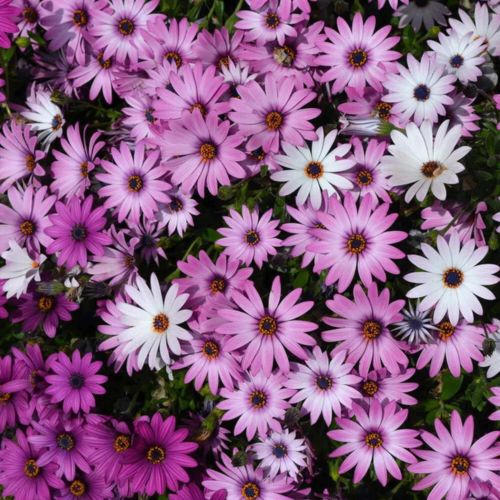 Cape Daisy Flower Seeds Mixed Colors Purple Pink Wh Osteospermum eklonis Bellis perennis heirloom non-gmo seeds