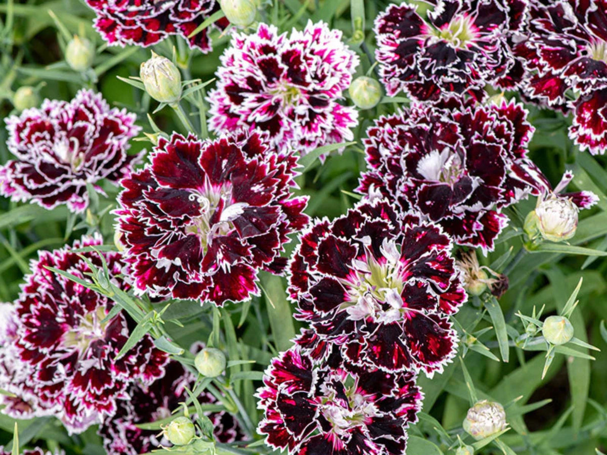 China Pink Black Velvet and Lace Carnations - Dianthus Flowers Seeds – Heirloom, Non-GMO, High Germination Organic Garden Seeds