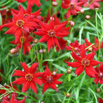 Coreopsis AMULET RED DWARF Tall Butterfly Garden Seeds heirloom non-GMO seeds