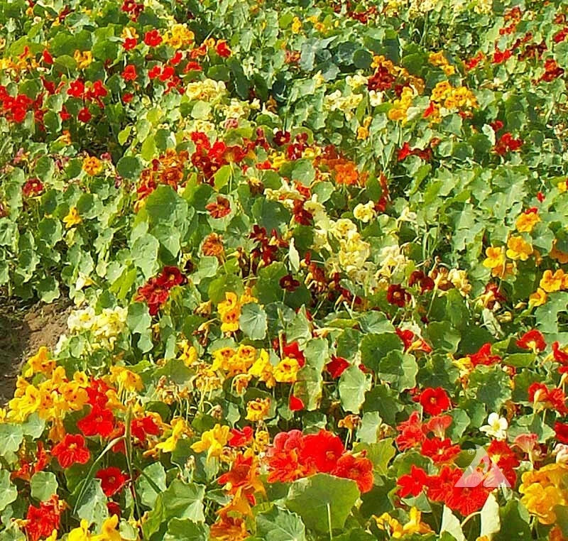 Nasturtium TIP TOP Mix DWARF Vine Red Orange Tubular Edible Seeds – Heirloom, Non-GMO, High Germination Organic Garden Seeds