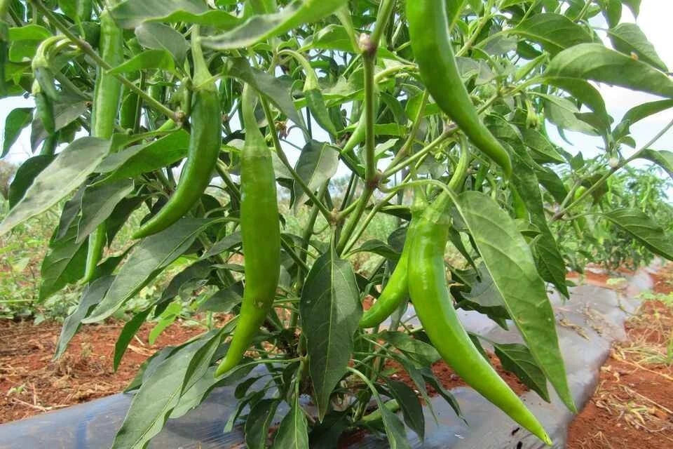 Mixed Color Hot Chili Plant Seeds and SHIPPING – Heirloom, Non-GMO, High Germination Organic Garden Seeds