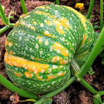 Iran Winter Squash Seeds Genuine heirloom non-gmo seeds