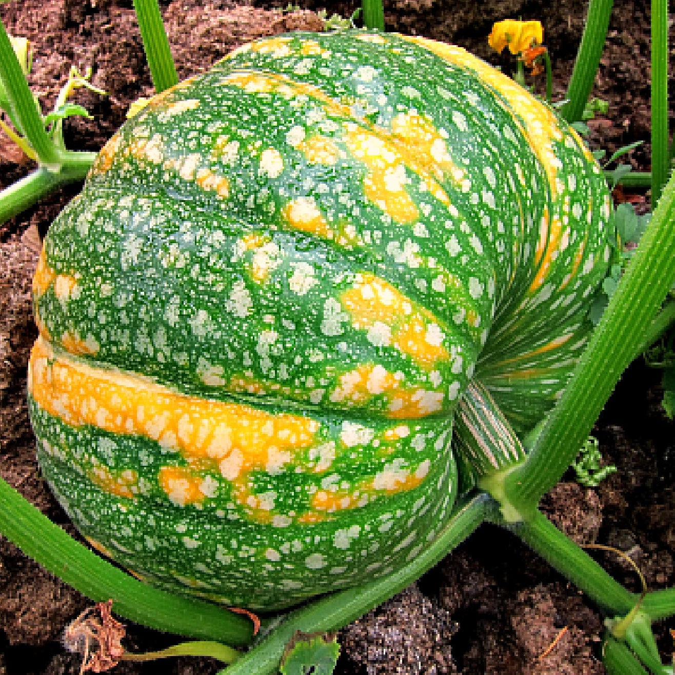 Iran Winter Squash Seeds Genuine heirloom non-gmo seeds
