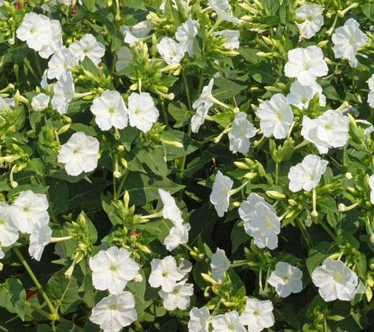 Four O Clock WHITE PURITY Mirabilis jalapa Night Blooms Seeds heirloom non-GMO seeds
