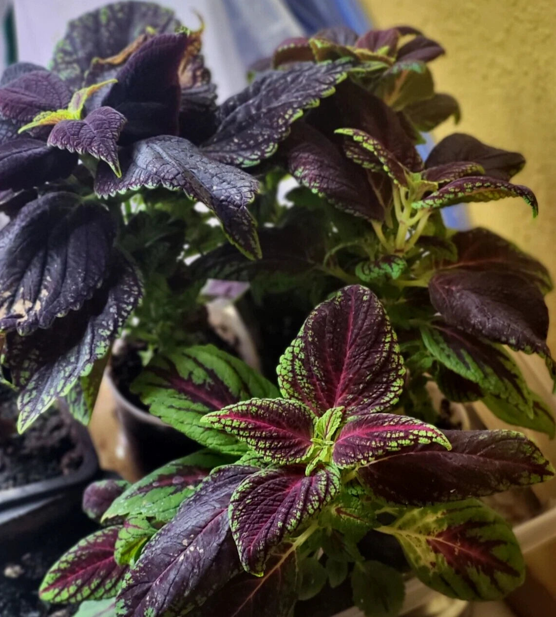 Coleus Seeds Rainbow Easy Grow Garden Authentic Seeds Reliable – Heirloom, Non-GMO, High Germination Organic Garden Seeds