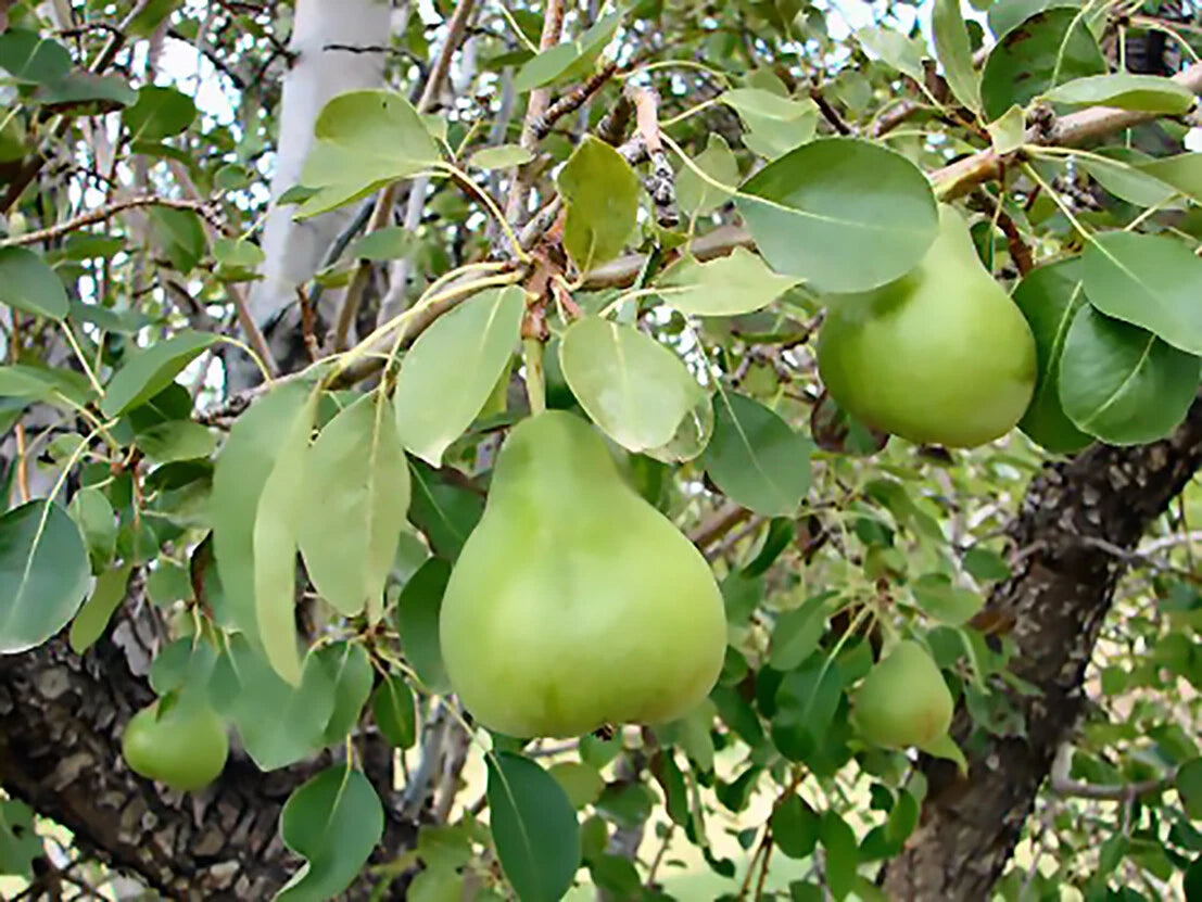 Bartlett Pear Pyrus communis Tree Seeds heirloom non-gmo seeds