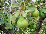 Bartlett Pear Pyrus communis Tree Seeds heirloom non-gmo seeds