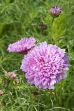 Cosmos Double Dutch Rose seeds heirloom non-gmo seeds