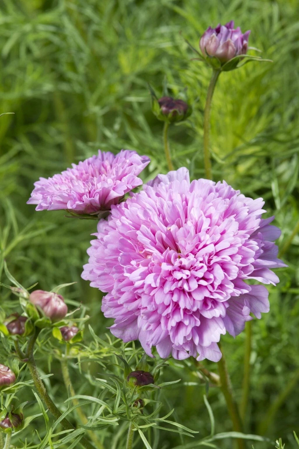 Cosmos Double Dutch Rose seeds heirloom non-gmo seeds