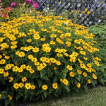 Heliopsis Golden Sun Yellow Sunflower Perennial Seeds Brooklyn Botanical Club Helianthus annuus heirloom non-gmo seeds