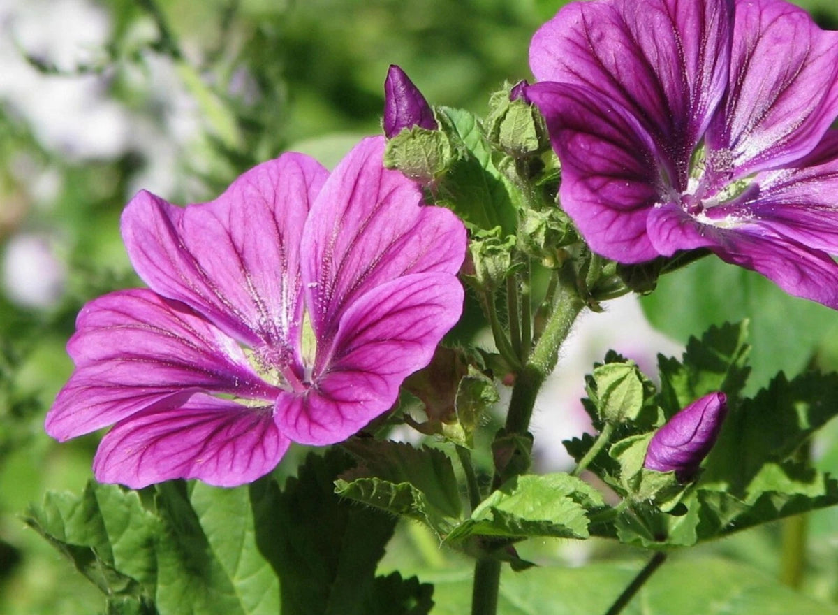 Hollyhock French - Seeds - - Medicinal Herb Malva Sylvestris – Heirloom, Non-GMO, High Germination Organic Garden Seeds