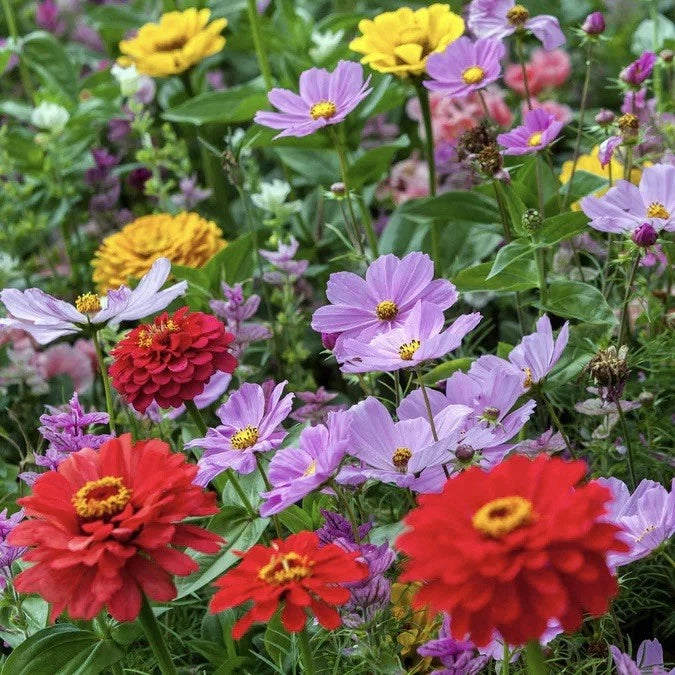 Cosmic Zen - Zinnia & Cosmos Flower Seed Mix Attracts Hummingbirds Seller Seeds – Heirloom, Non-GMO, High Germination Organic Garden Seeds