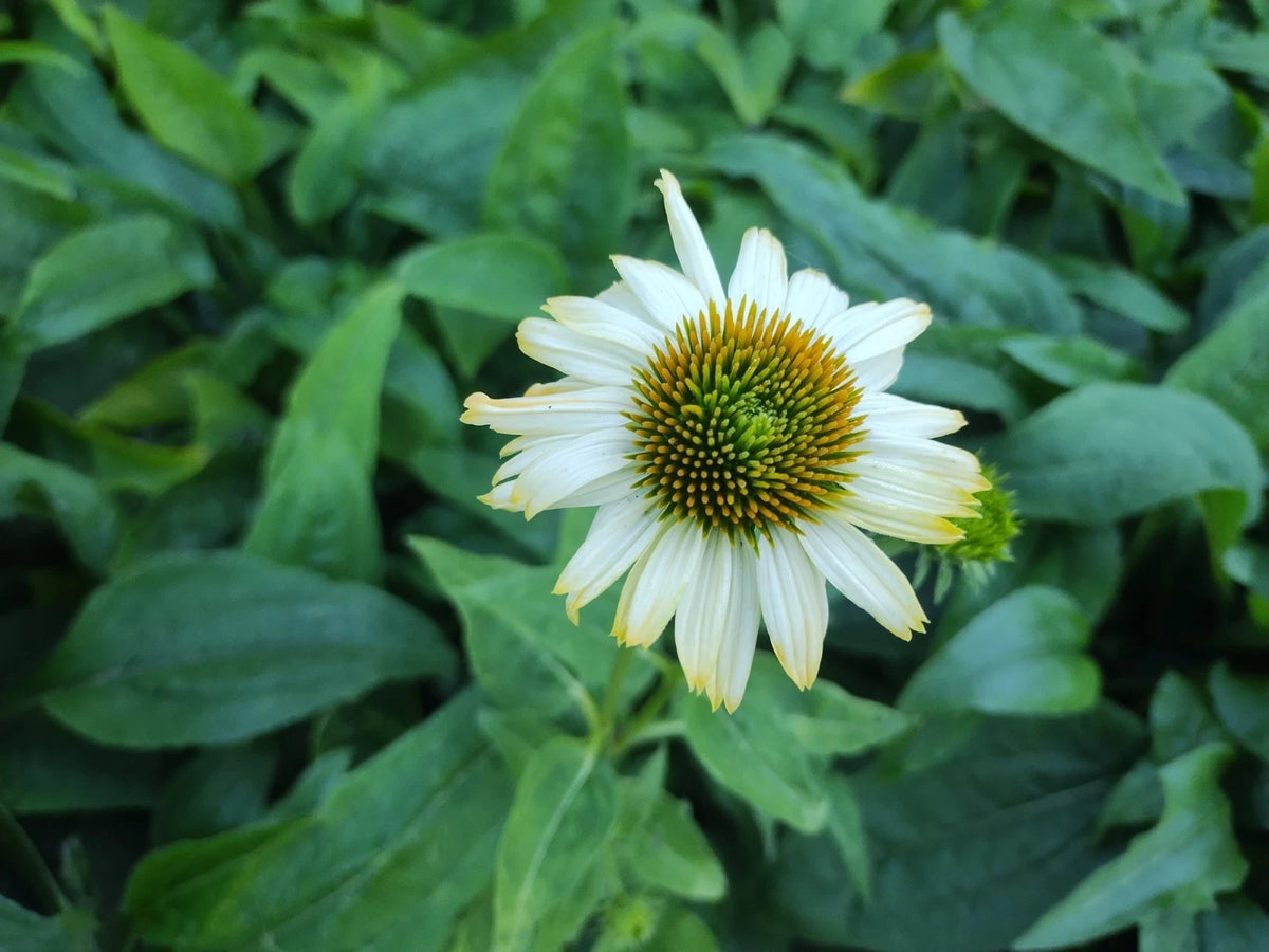 Echinacea Blazin Saddles Cone Flower Seeds Germination Guarantee – Heirloom, Non-GMO, High Germination Organic Garden Seeds