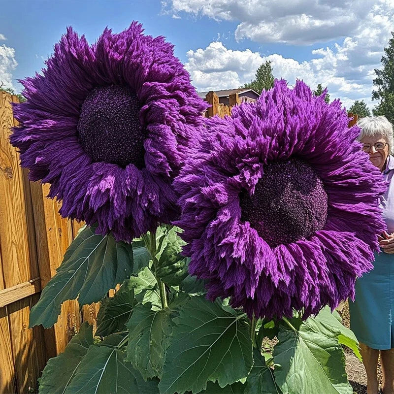 Rare Purple Enchanting Giant Teddy Bear Sunflower Seeds – Heirloom, Non-GMO, High Germination Organic Garden Seeds