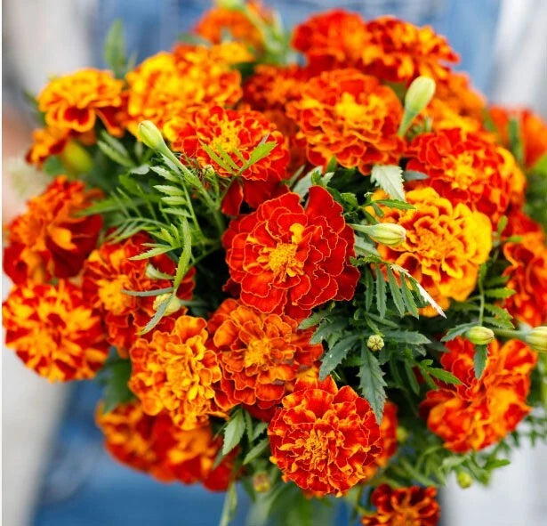 Tomato COMPANION PLANT MIX w Thyme Basil Marigold & more Seeds – Heirloom, Non-GMO, High Germination Organic Garden Seeds