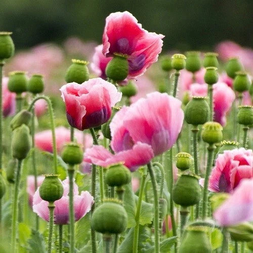 Mammoth Rattler Poppy Seeds For Planting Giant Papavaer Somniferum Poppies – Heirloom, Non-GMO, High Germination Organic Garden Seeds