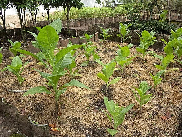 AZTEC TOBACCO Seeds BULK Shipping Nicotiana rustica Sacred Tobacco Seeds – Heirloom, Non-GMO, High Germination Organic Garden Seeds
