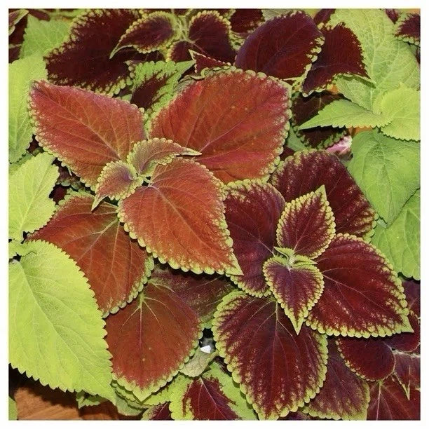 COLEUS Rainbow Mix Seeds Shade Garden Container Houseplant Groundcovr US heirloom non-GMO seeds