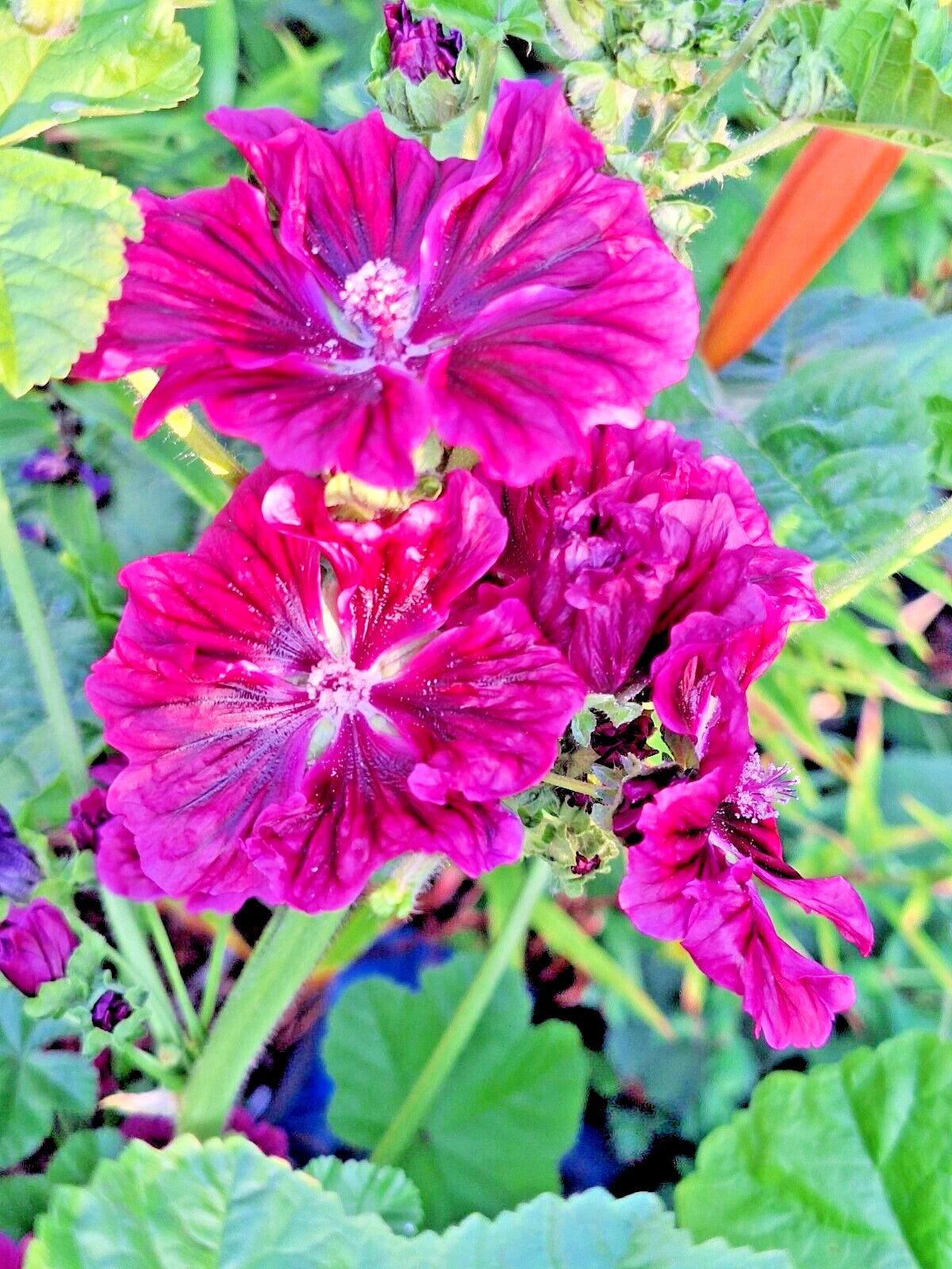 RED MALVA SYLVESTRIS VAR MAURITIANA ROSEA SEEDS MAURITIAN MALLOW TREE MALLOW – Heirloom, Non-GMO, High Germination Organic Garden Seeds